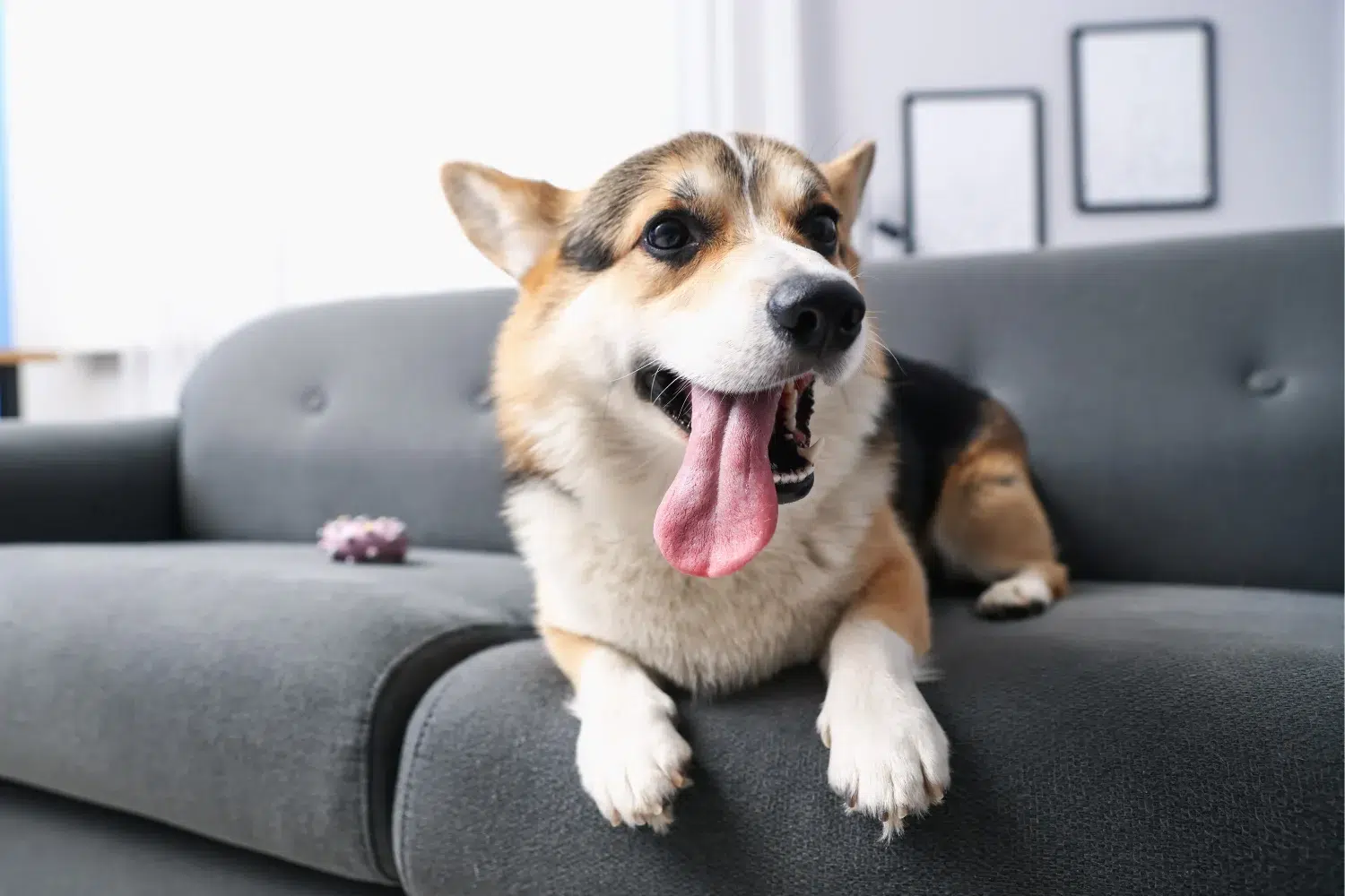 A corgi with its tongue hanging out lies on a gray sofa with a pink toy on the cushion.