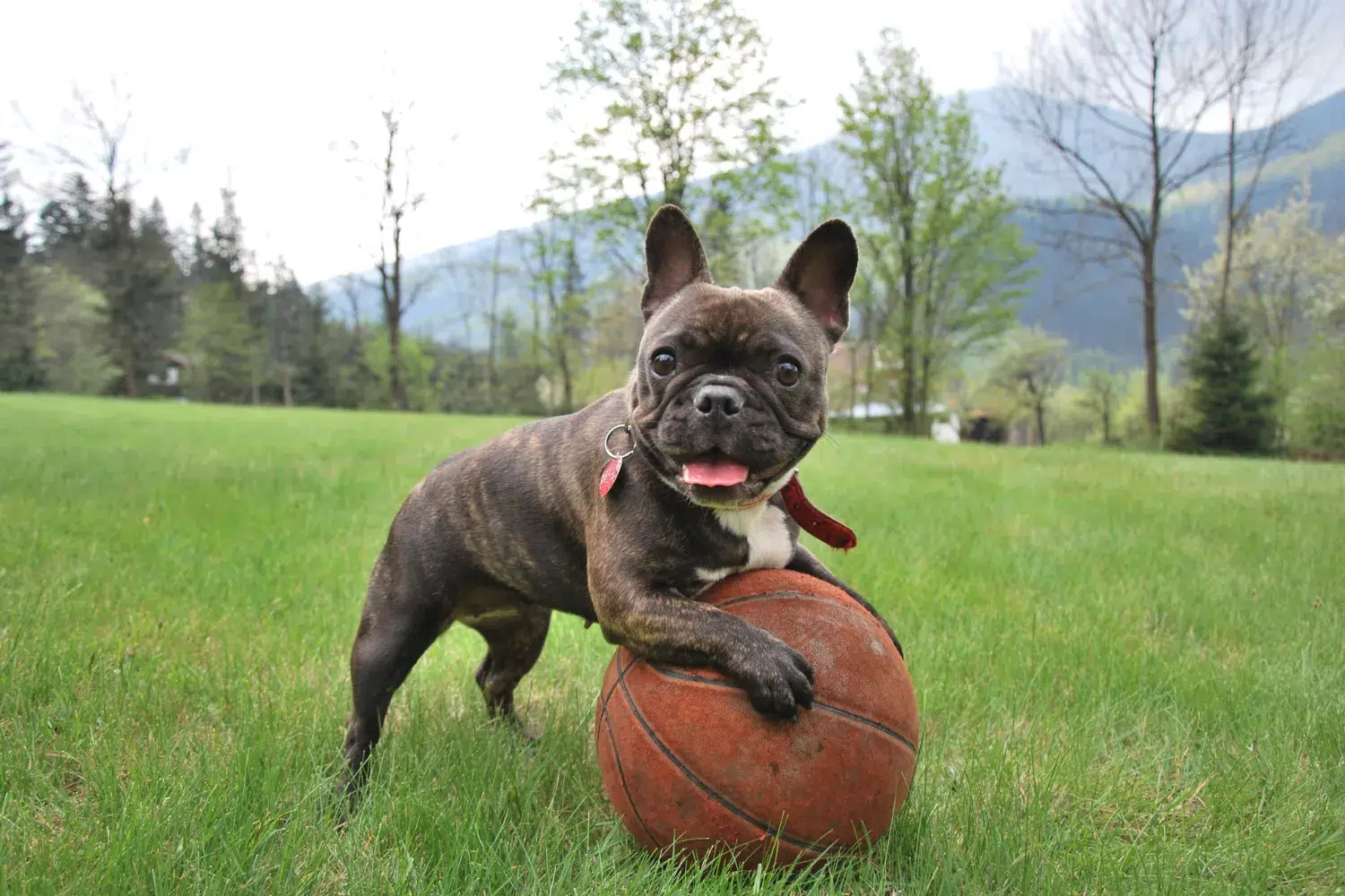 A brindle French Bulldog with a red collar rests its paws on an old basketball in a grassy field with trees and hills in the background.