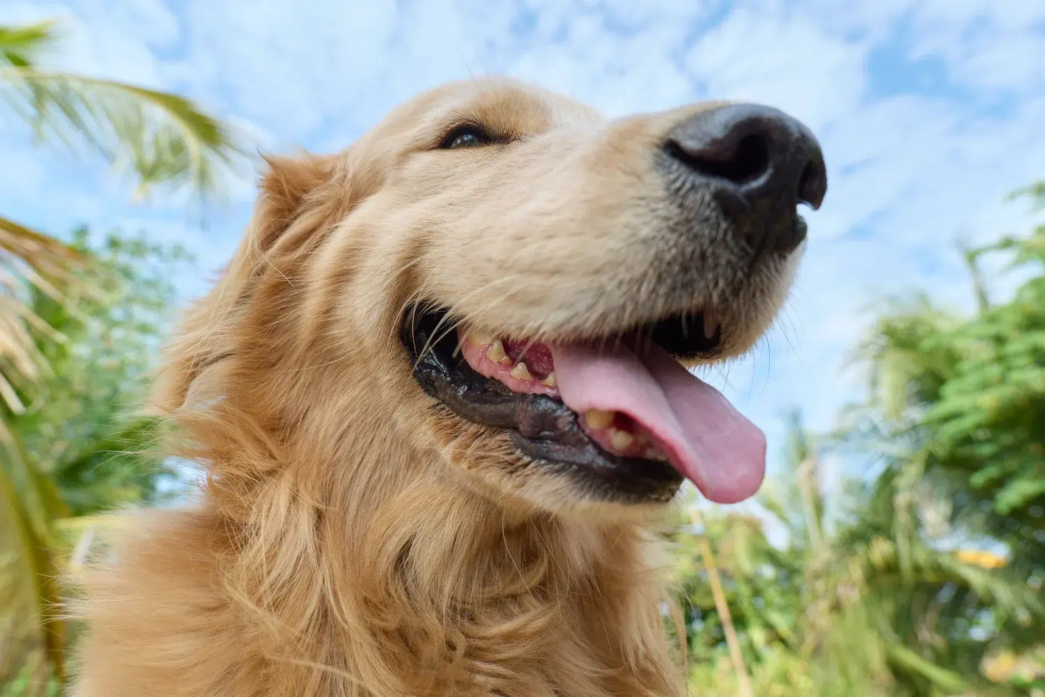 A close-up, low-angle shot of a golden retriever with its tongue hanging out, set against a backdrop of palm trees and a blue sky.