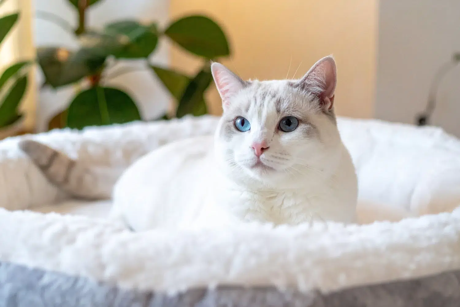 A white cat with blue eyes and grey markings on its head rests in a fluffy white pet bed.