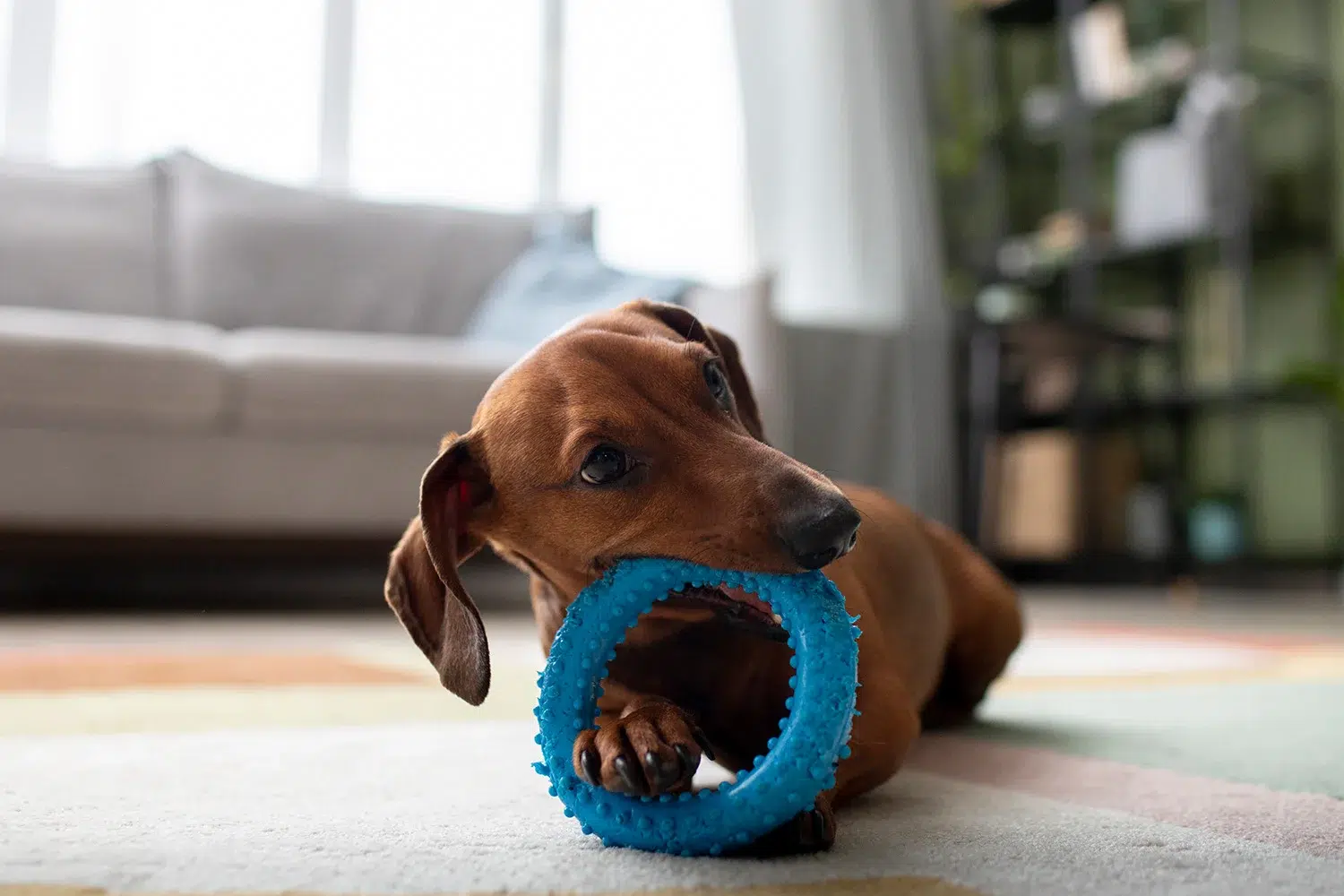 dog with chew toy