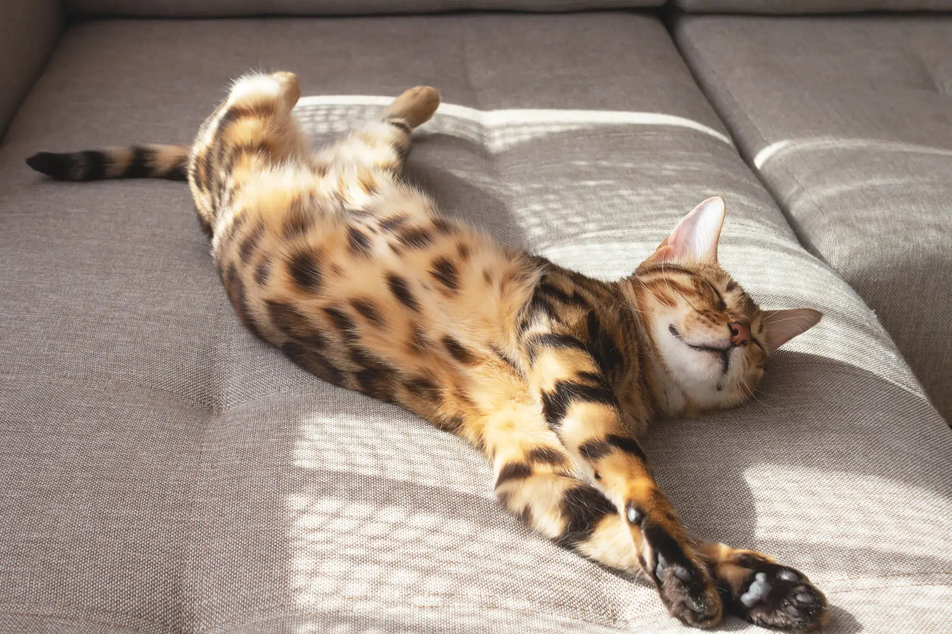 lazy cat stretching on couch