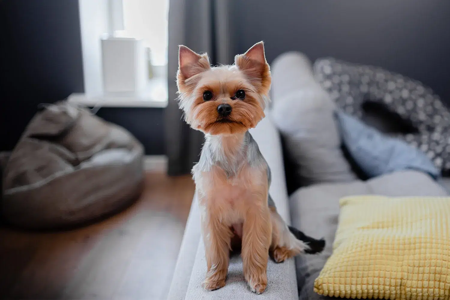 A little dog sitting on the back of a couch