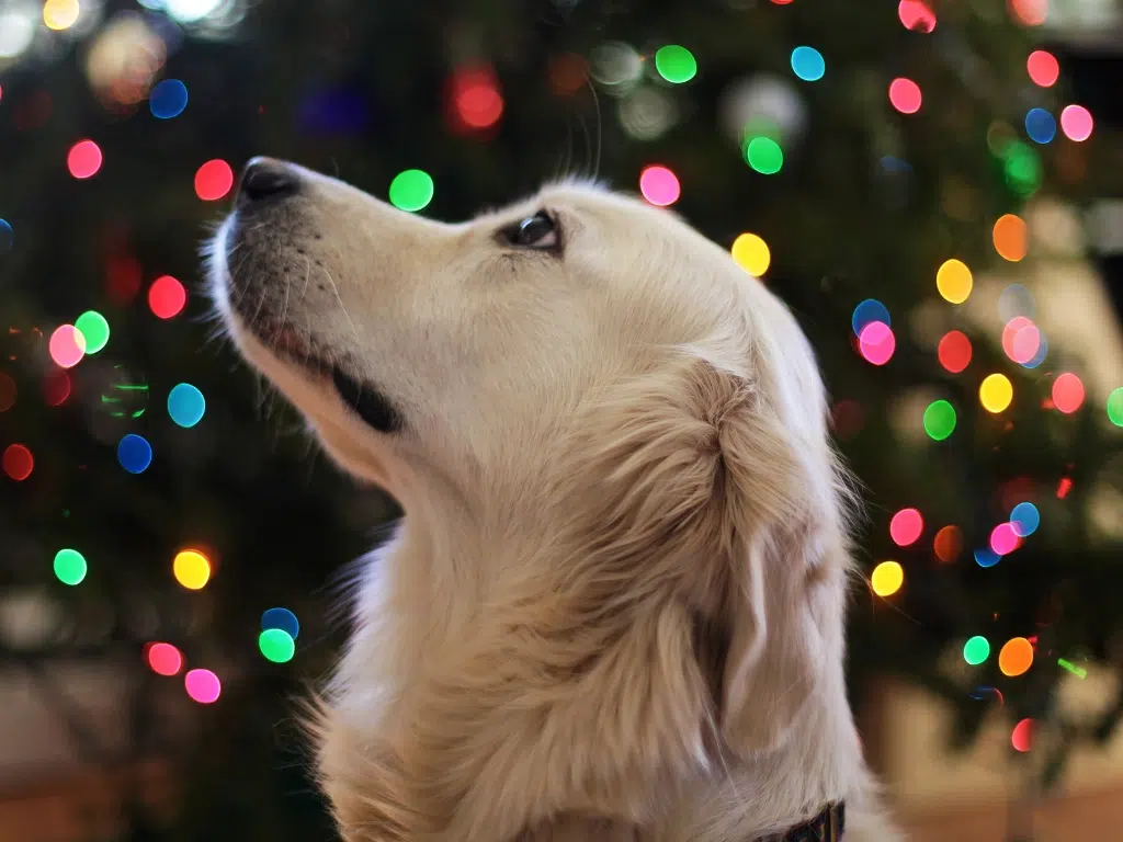 Close-up of a light-colored dog in profile, looking left, with colorful festive bokeh lights scattered across a dark background.